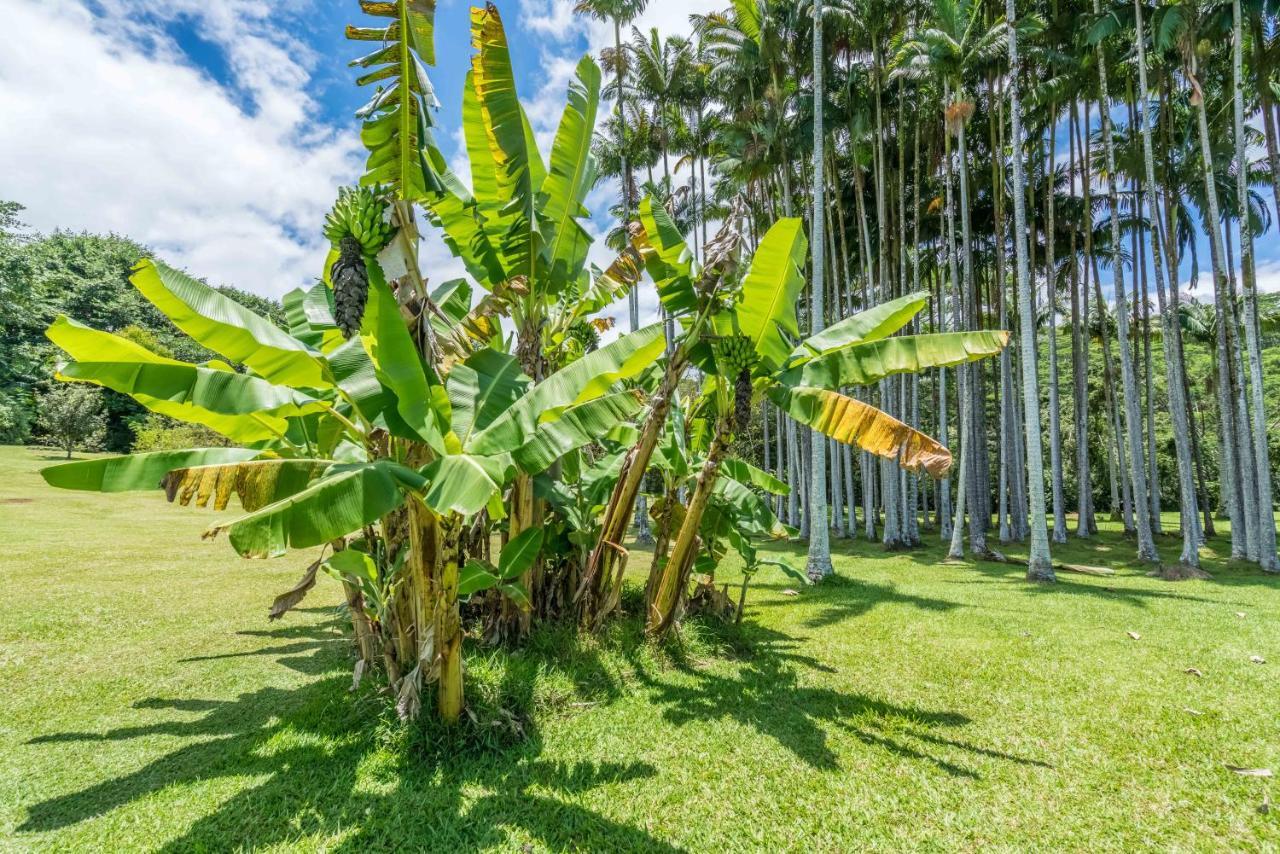 Old Hawaiian Bed And Breakfast Hilo Exteriér fotografie